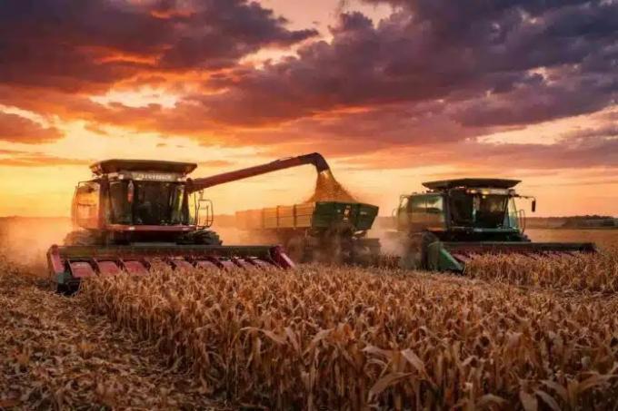 La cosecha de maíz avanza sobre el 51,2% del área y se mantiene la proyección de 64 millones de toneladas
