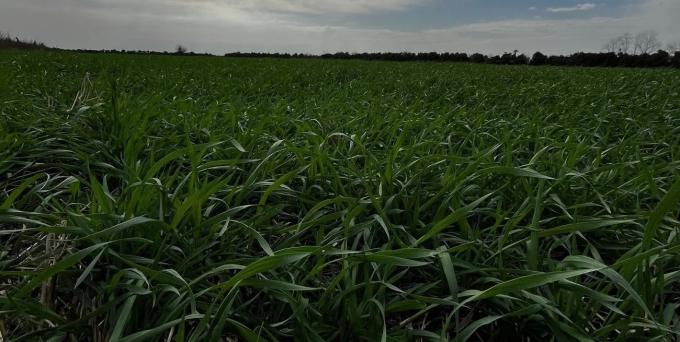 La siembra de trigo alcanza el 65,8% del área prevista, pero persisten demoras por el exceso de humedad