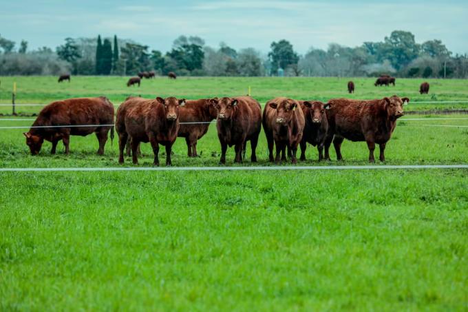 El exitoso acelerador de un productor para multiplicar la capacidad reproductiva de las vacas