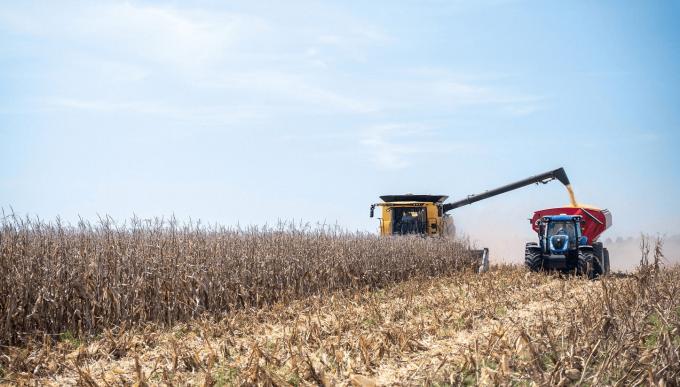 La cosecha de maíz avanza al 52,9% y se sostiene una producción récord de 64 millones de toneladas