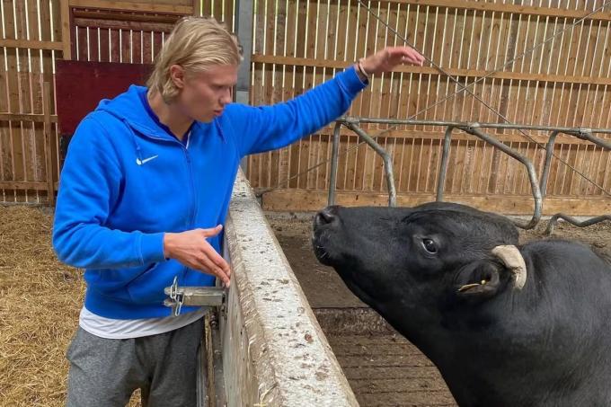Del Mundial al campo: Haaland sueña con convertirse en el mejor agricultor de Noruega