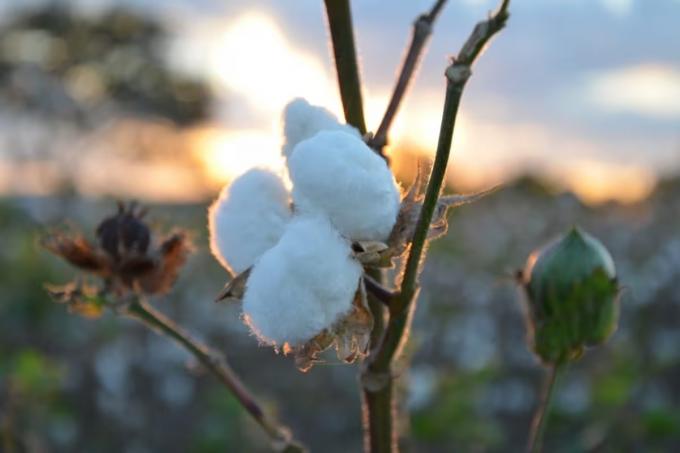Semilla de algodón: el alimento que puede mejorar la producción de leche y carne