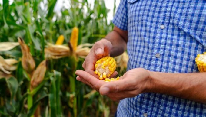 Maíz 2026/27: el manejo agronómico será la clave para capturar el máximo potencial