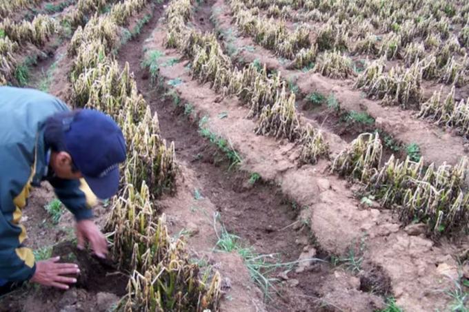 Diez heladas consecutivas golpean la producción hortícola de Santa Fe