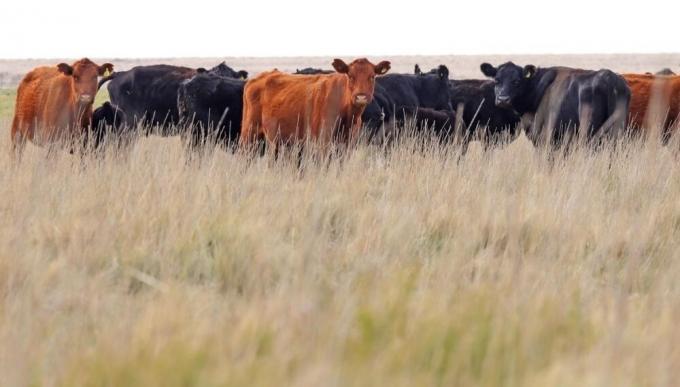 La ganadería crece, pero el crédito aún no acompaña el ritmo de las inversiones