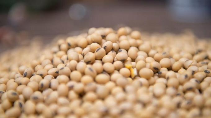 La soja desafía a Chicago: la demanda impulsa los precios en el mercado argentino