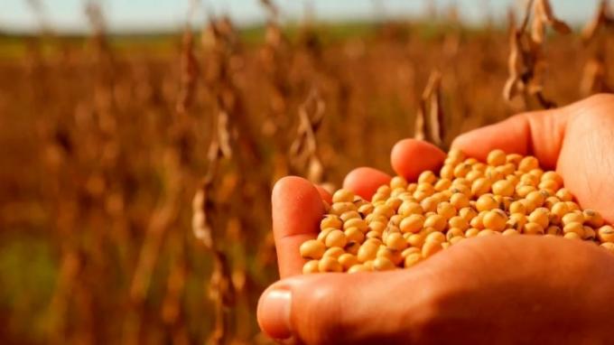 Ley de Semillas: hubo avances entre el campo y los semilleros, pero sigue la disputa por la UPOV-91