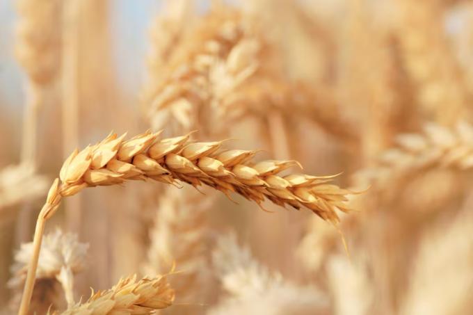 Bayer acelera su apuesta por el trigo híbrido: proyecta ventas por hasta 1.000 millones de euros