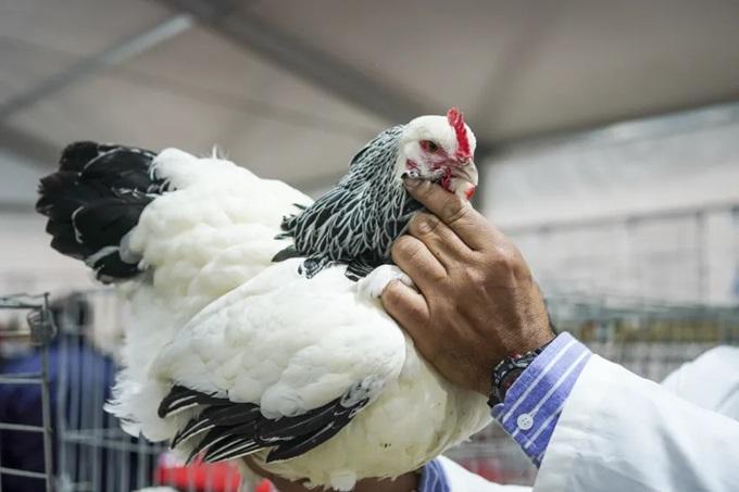 Las aves volvieron a la Expo Rural tras cuatro años