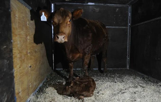 “Lionela”, la primera ternera nacida en la Expo Rural 2026 y un homenaje a Lionel Messi