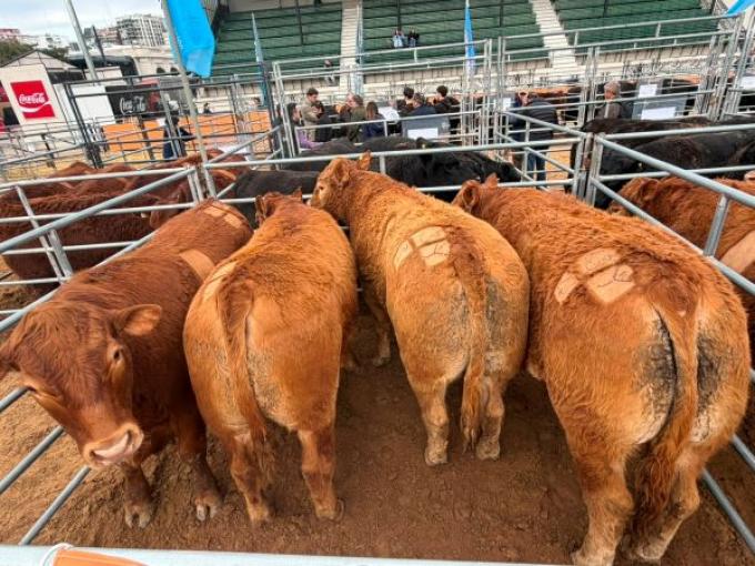 Limousin y Limflex dominaron el Concurso de Novillos 2026