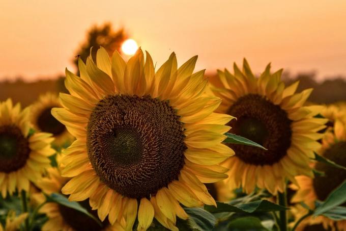 El girasol va por otro récord: proyectan 3 millones de hectáreas en la campaña 2026/27