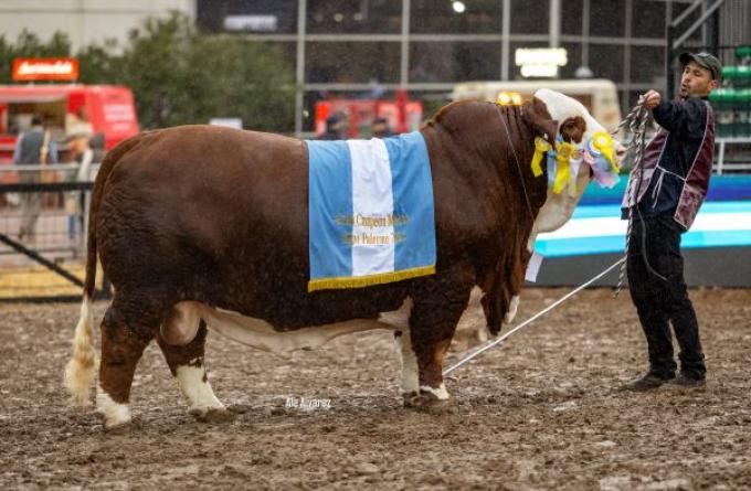 La Dominga se quedó con el Gran Campeón Macho en la Exposición Rural