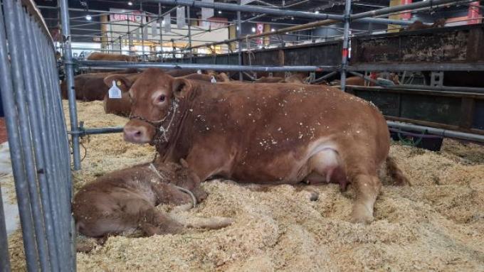 Nació “Bienvenido”, el primer ternero Limousin de la Expo Rural 2026