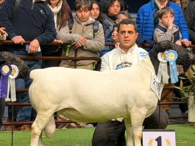 La cabaña El Impenetrable arrasó en Palermo 2026 con campeones ovinos y caprinos