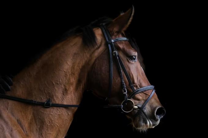 Caballos deportivos: un sistema de trazabilidad de medicamentos veterinarios abrió un conflicto con la industria equina