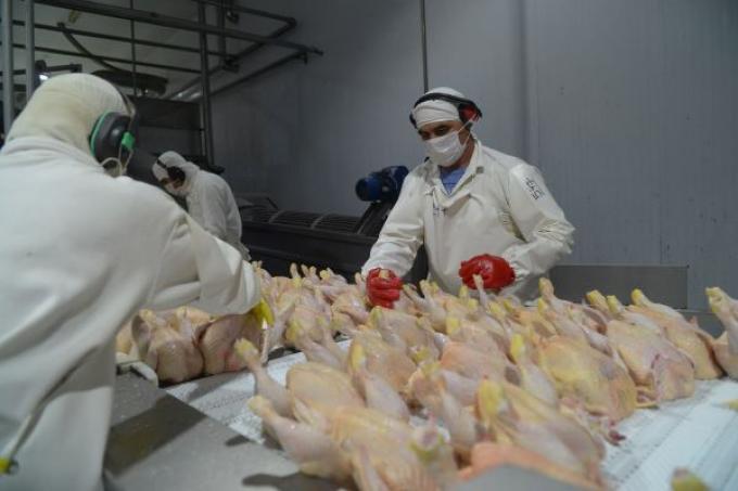 La Unión Europea reabre su mercado a la carne aviar argentina tras recuperar el estatus sanitario