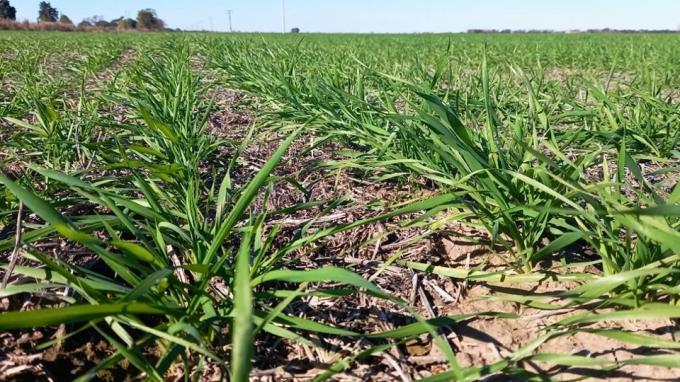 El clima frenó la cosecha de maíz tardío y consolidó el buen estado del trigo en Santa Fe