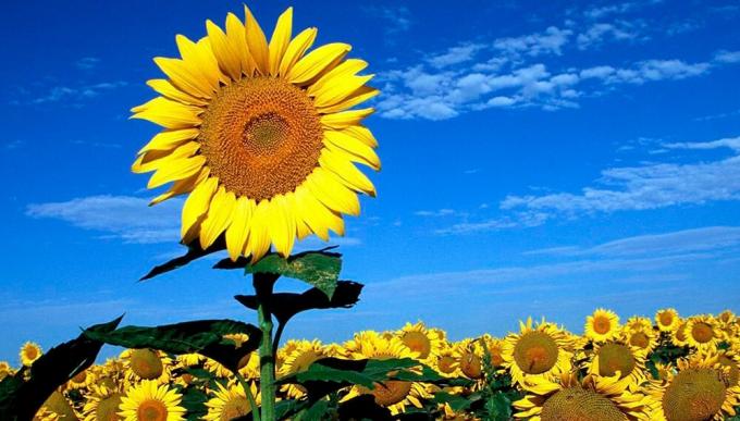 Comenzó la siembra de girasol 2026/27: el avance nacional llegó al 4,4%