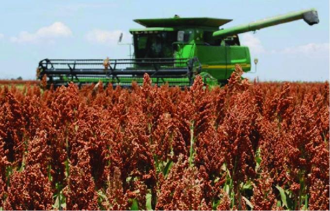 La cosecha de sorgo llegó al 90,3% y la producción se ajustó a 2,8 millones de toneladas