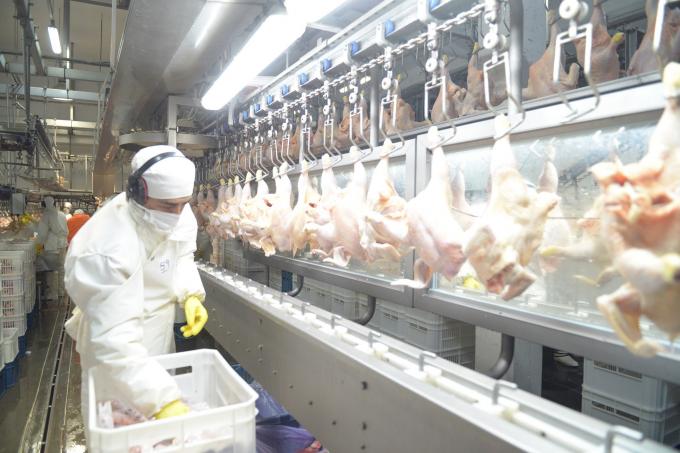El Reino Unido reabrió su mercado para la carne aviar argentina