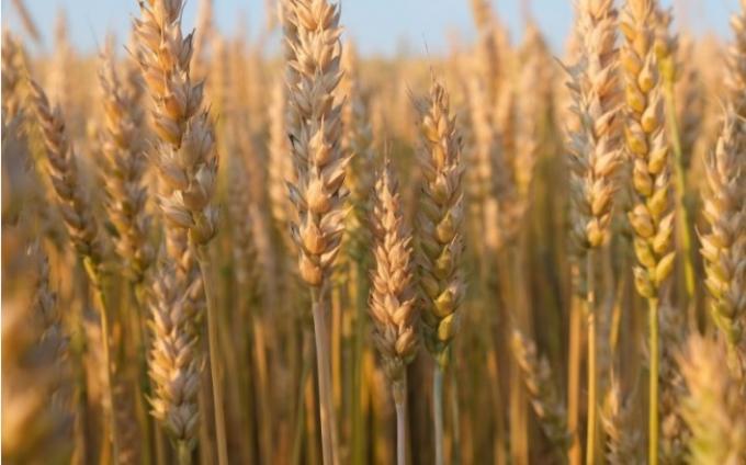 Entre Ríos solo industrializa el 9% del trigo que produce y el resto se exporta o sale a otras provincias
