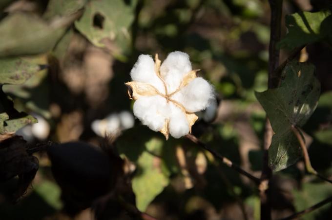 INASE incorpora cámaras e inteligencia artificial para controlar el deslinte de semillas de algodón