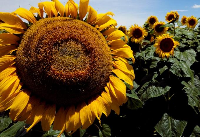 Alertan sobre el jopo del girasol y refuerzan las medidas para evitar su ingreso a Argentina