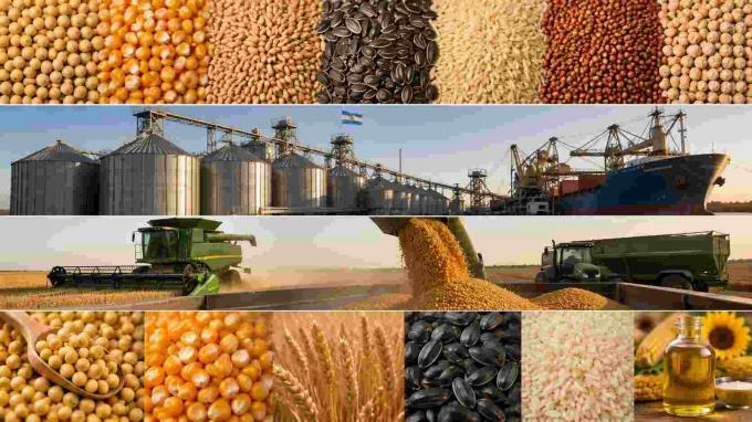 Chicago cerró en baja: soja, maíz y trigo cayeron por ventas técnicas