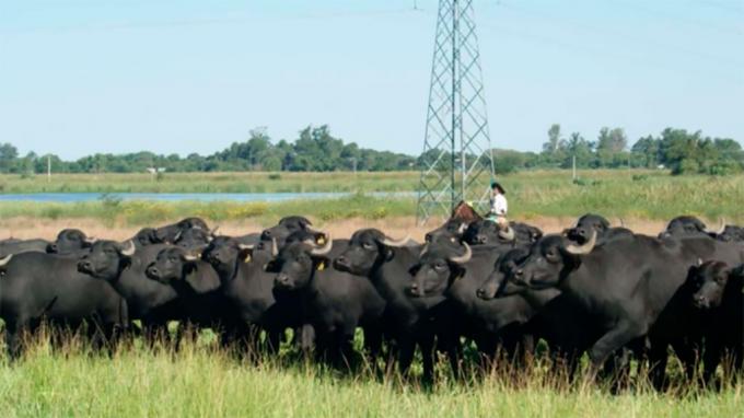 Búfalos: la ganadería que gana terreno en los campos bajos del NEA