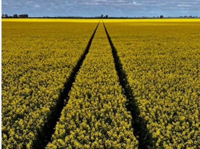 El 88% de las brassicáceas se encuentra entre buena y muy buena en Entre Ríos