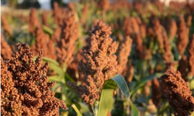 Proyectan una Caída de Hasta el 55% en la Superficie de Sorgo en Entre Ríos