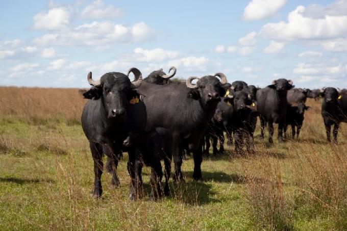 Crecimiento del Stock Bubalino en Argentina: Aumento del 25% y Potencial Exportador