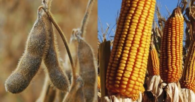 El USDA recortó la producción mundial de trigo y elevó la de maíz y soja