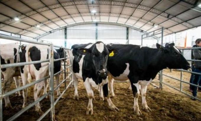 Santa Fe perdió 290 tambos en un año y profundiza la concentración láctea