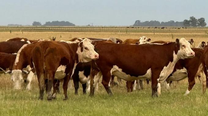 El INTA impulsa 40 planes que integran ganadería y bosque nativo en 12 provincias