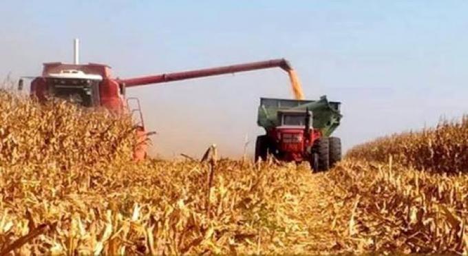 Vientos fuertes provocaron vuelcos de maíz tardío en Córdoba
