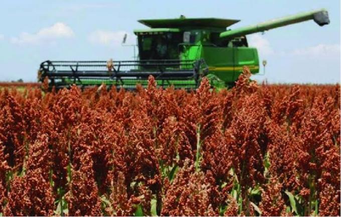 Sorgo: la cosecha está por finalizar y solo restan lotes en el sur bonaerense y La Pampa