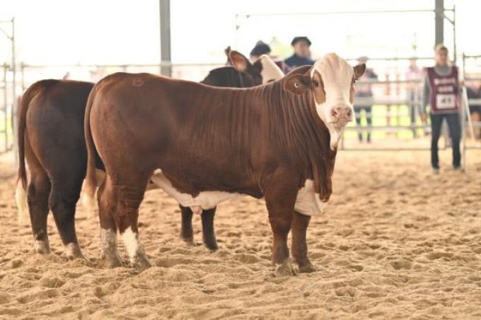 Juan Manuel Alberro: “San Justo es una exposición estratégica para la raza Braford”