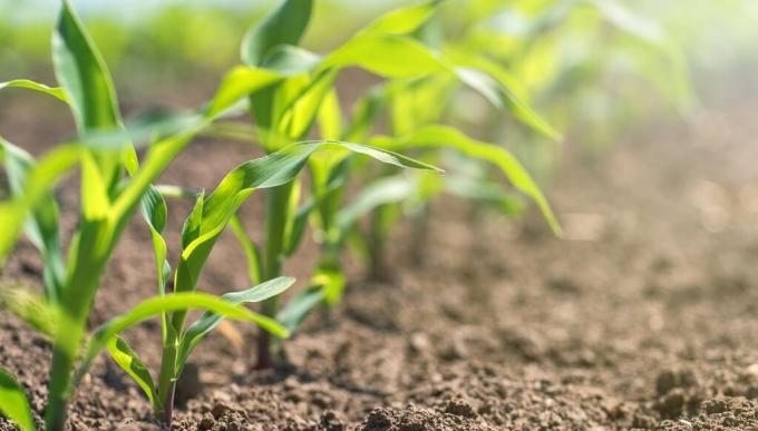 Márgenes ajustados en la agricultura: la presión de los fletes cortos y largos en soja y maíz