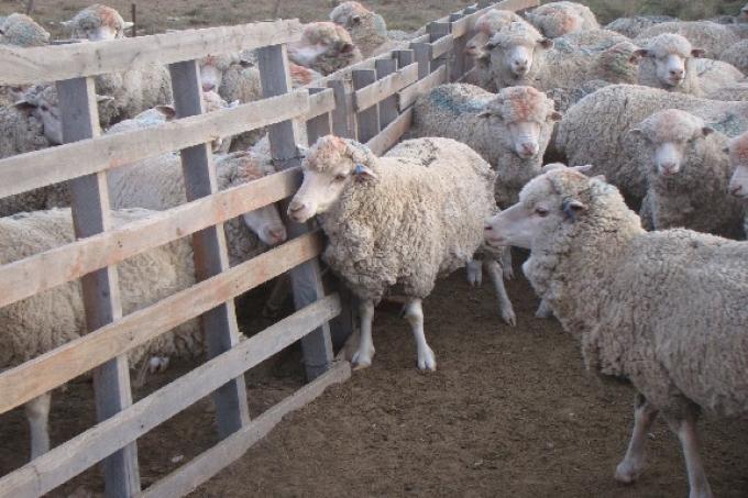 Entre Ríos financia proyectos ovinos y caprinos con créditos a tasa cero