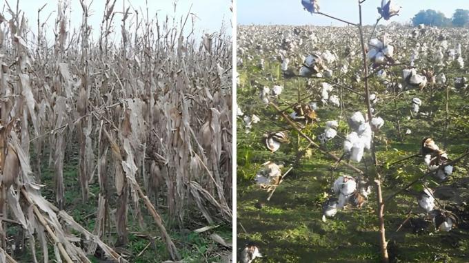 Santa Fe: lluvias frenaron la cosecha de maíz tardío y algodón