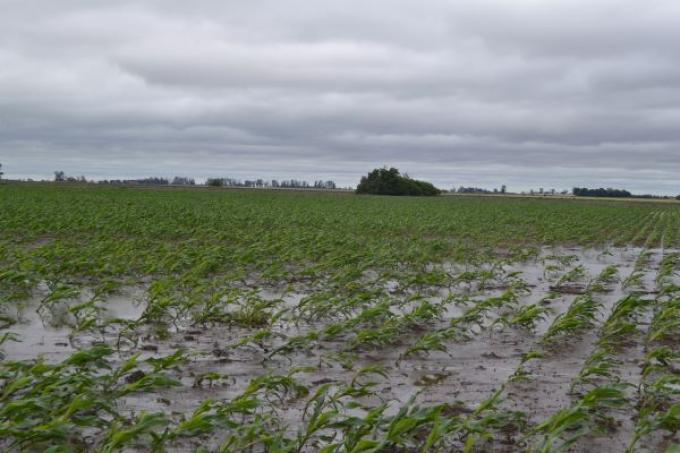 Niño fuerte: cuánto puede llover en la región núcleo
