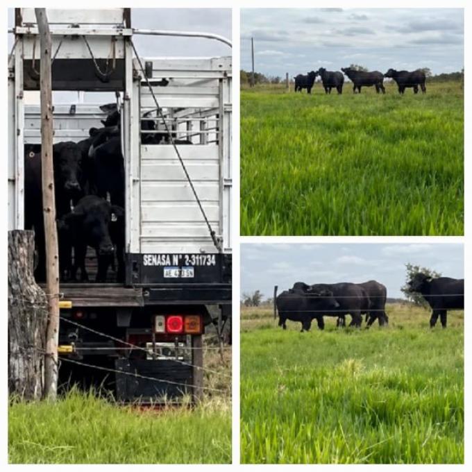 INTA Corrientes amplía su rodeo experimental de búfalos