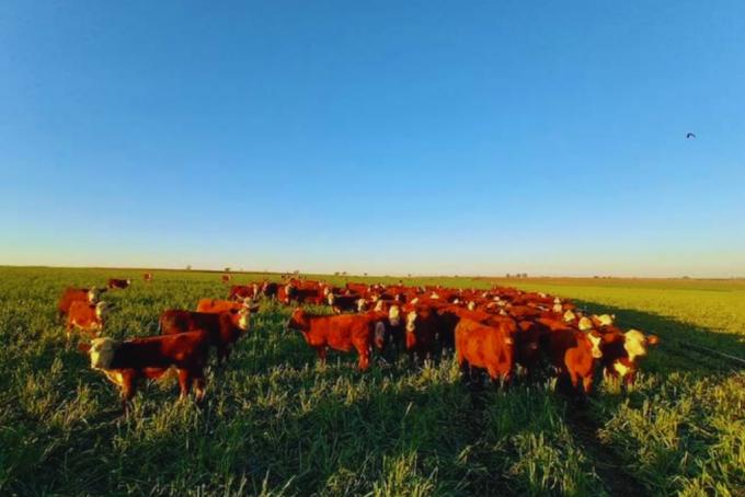 Cultivares adaptados aumentan hasta 10% el forraje en Entre Ríos