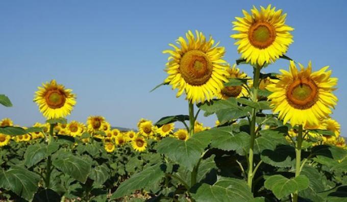 Siembra de girasol: ya cubre el 14,1% del área proyectada