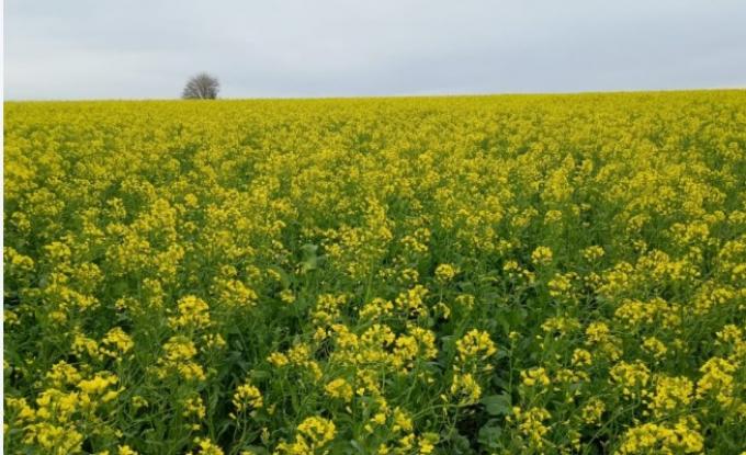 Brassicáceas: el 83% presenta condición Buena o Muy Buena
