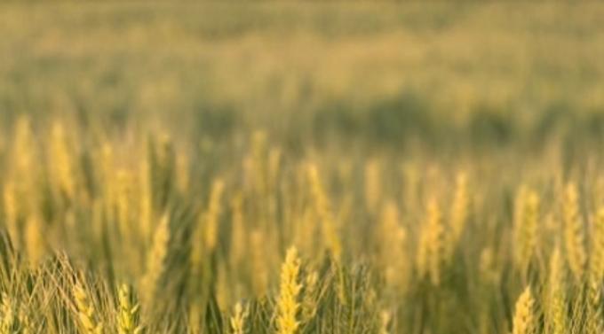 Trigo en Entre Ríos: el 85% está entre Bueno y Muy Bueno