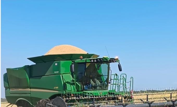 Arroz: la producción argentina cayó 14% en 2025/26