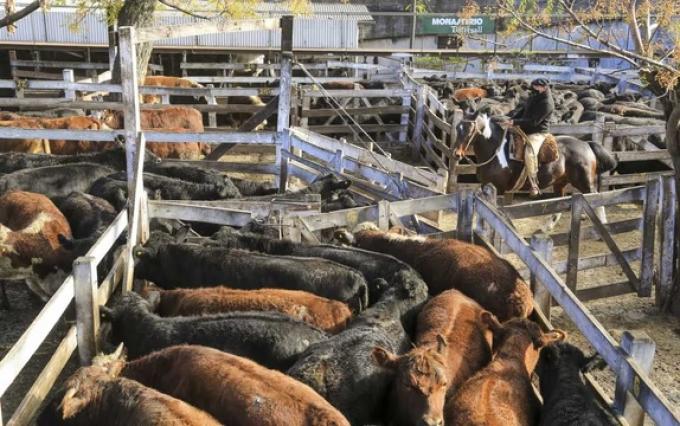 Carne vacuna: exportaciones generaron US$2.768 millones en siete meses